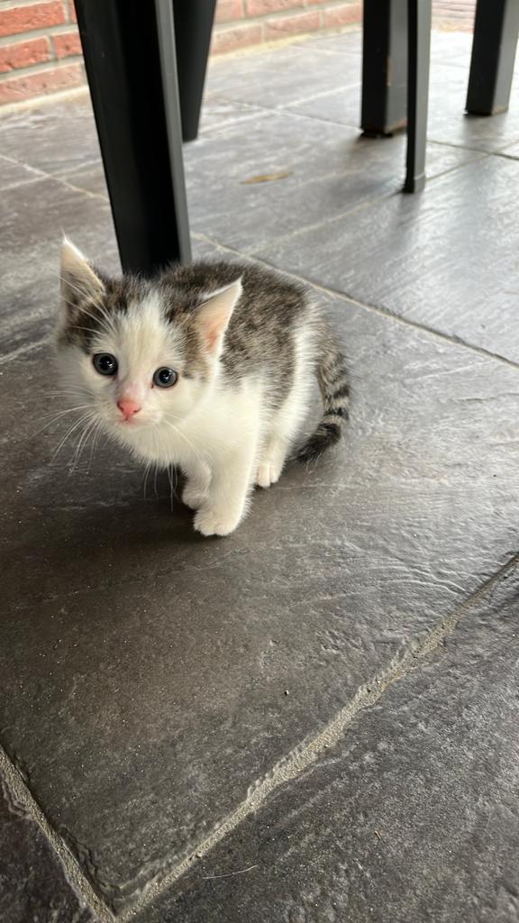 Boerderij kitten, Meerdere dieren, Kortharig, 0 tot 2 jaar
