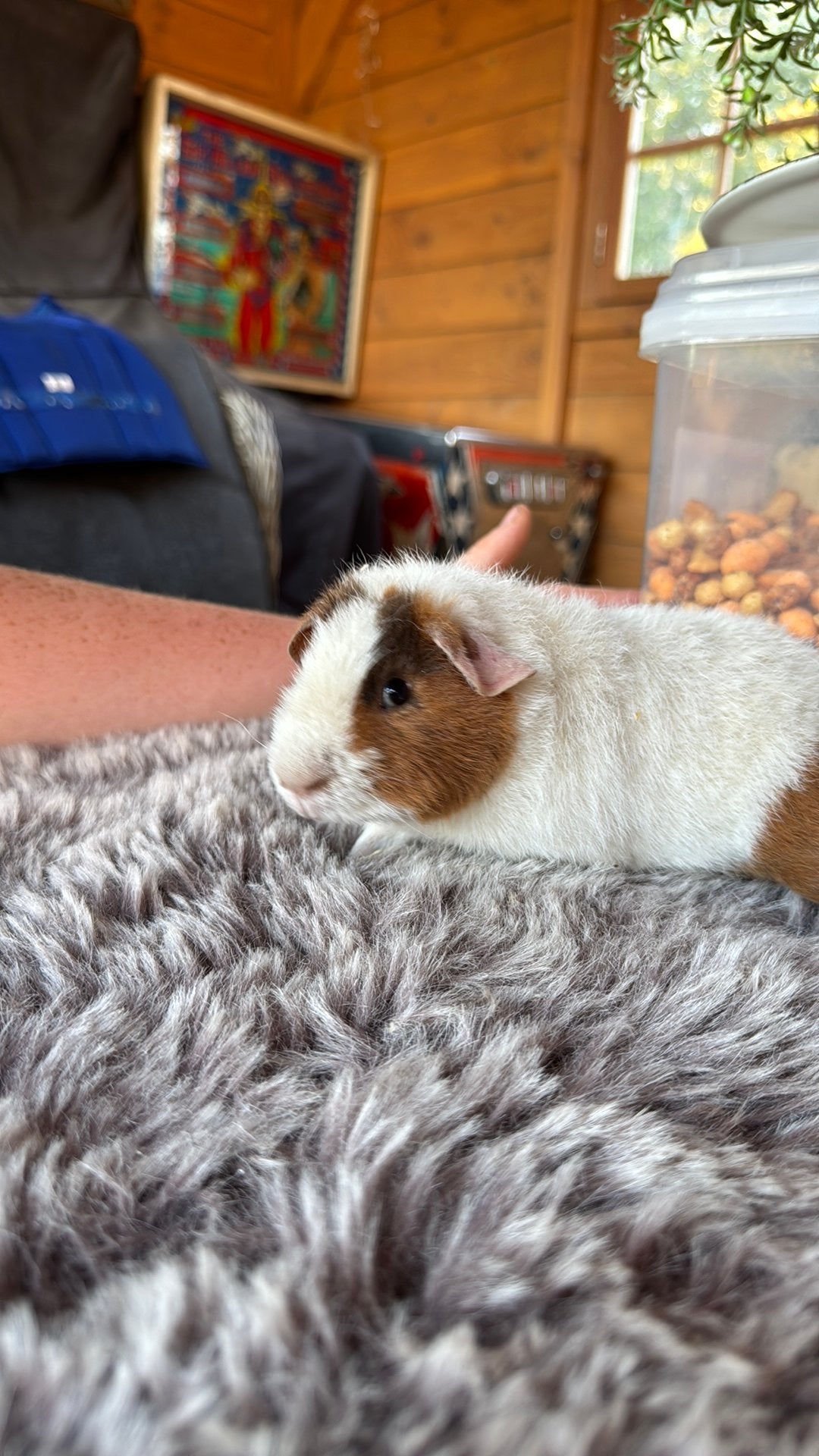 Us teddy beertjes, Juni, Mannelijk, Cavia