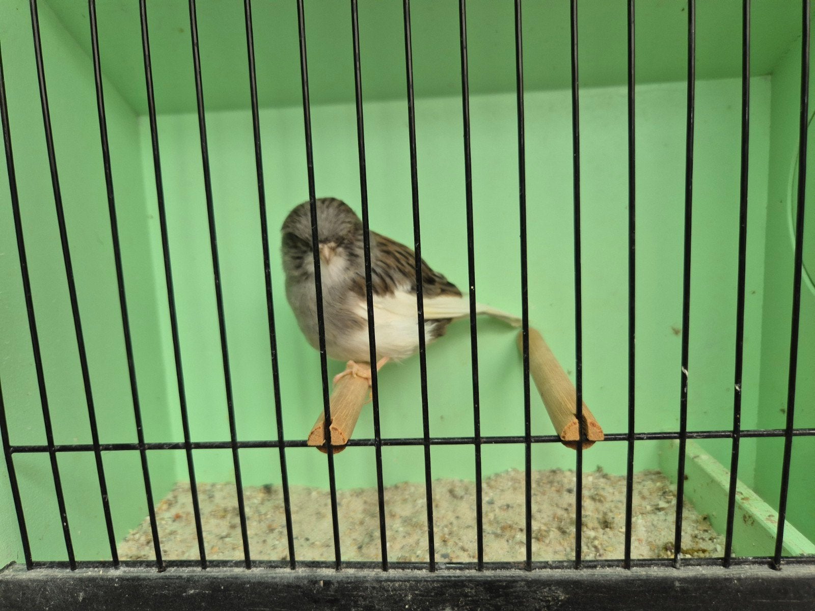 gloster kanarie, Dieren en Toebehoren, Vogels | Kanaries, Mannelijk