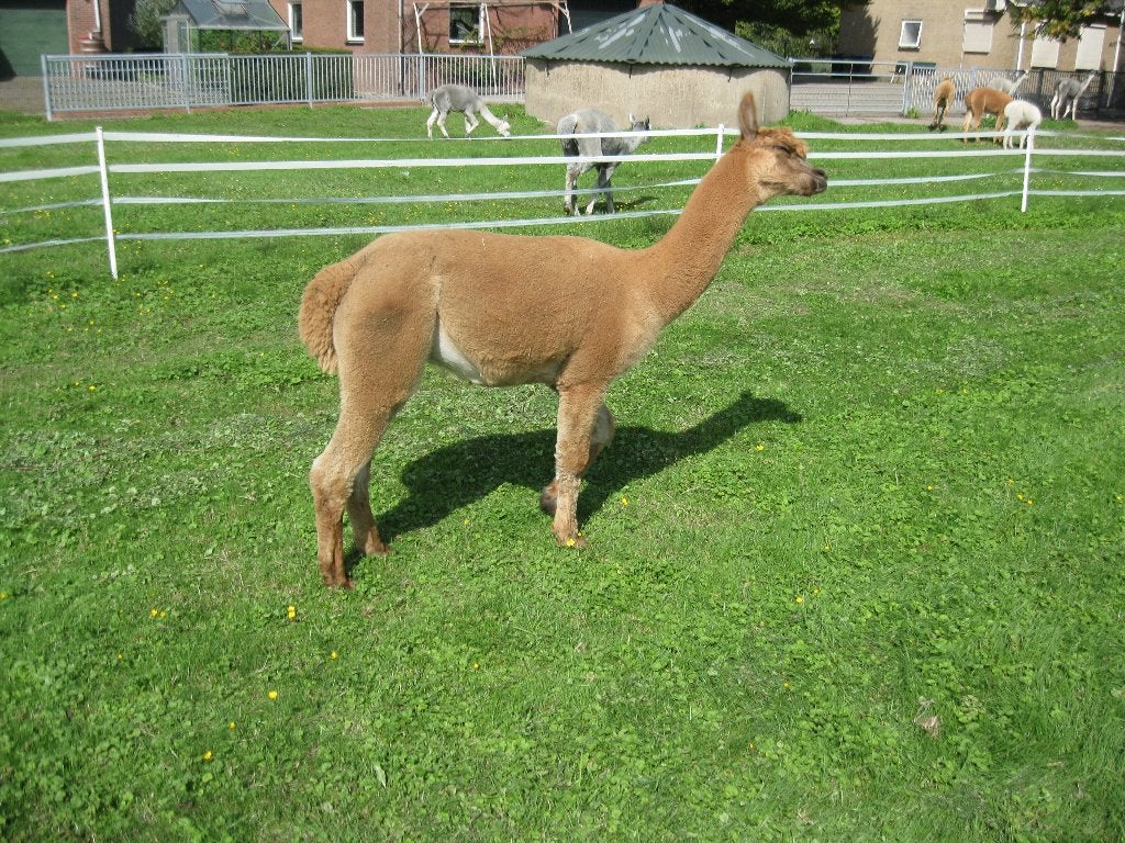 alpacahengst, Dieren en Toebehoren, Alpaca, 3 tot 5 jaar