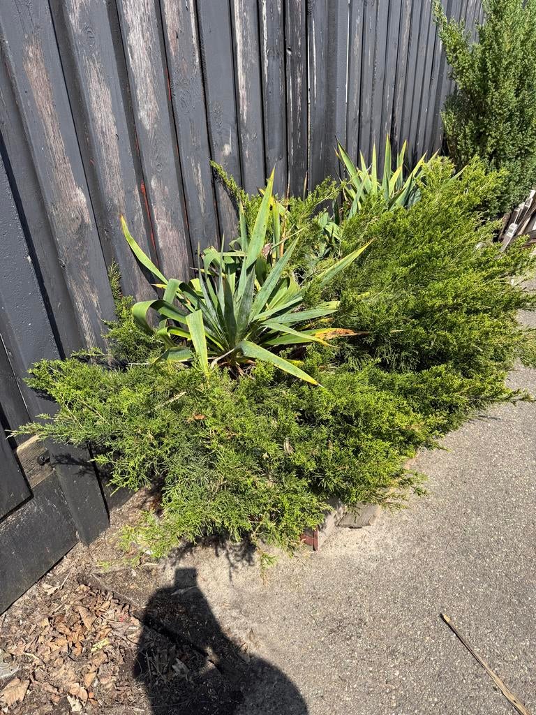 Yucca en Jeneverbes planten voor tuin of border, Volle zon, Vaste plant, Bloeit niet, Ophalen