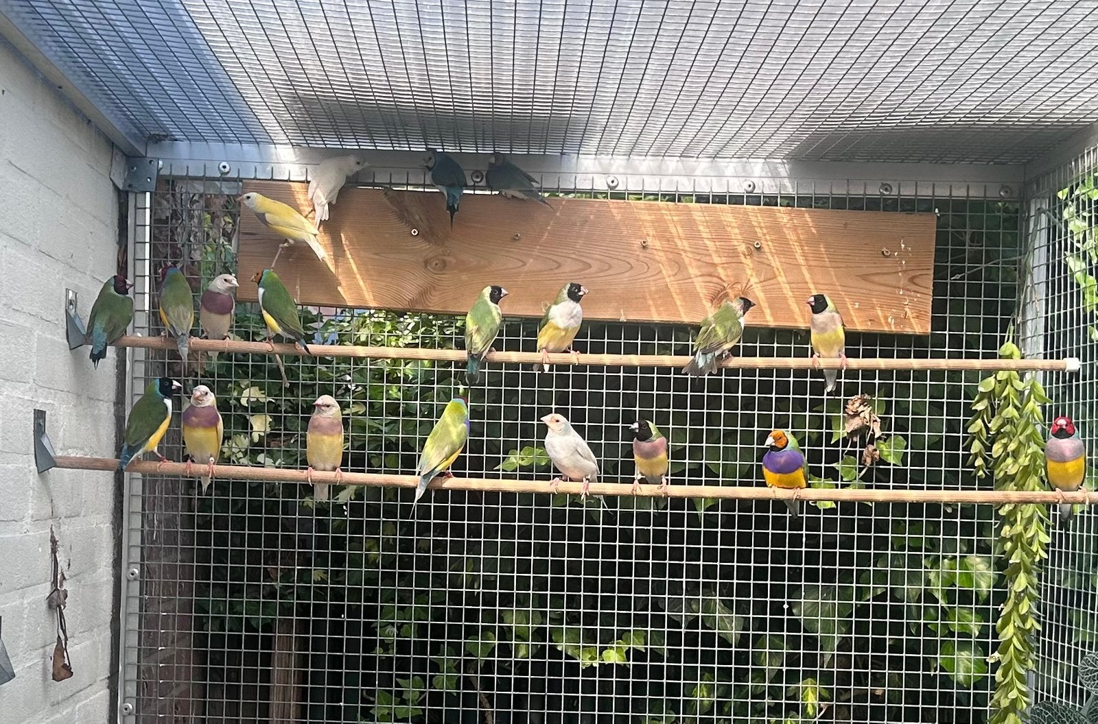 Ruim30 gouldamadines blauw en splitblauw + toebehoren, Dieren en Toebehoren, Vogels | Overige Vogels, Meerdere dieren
