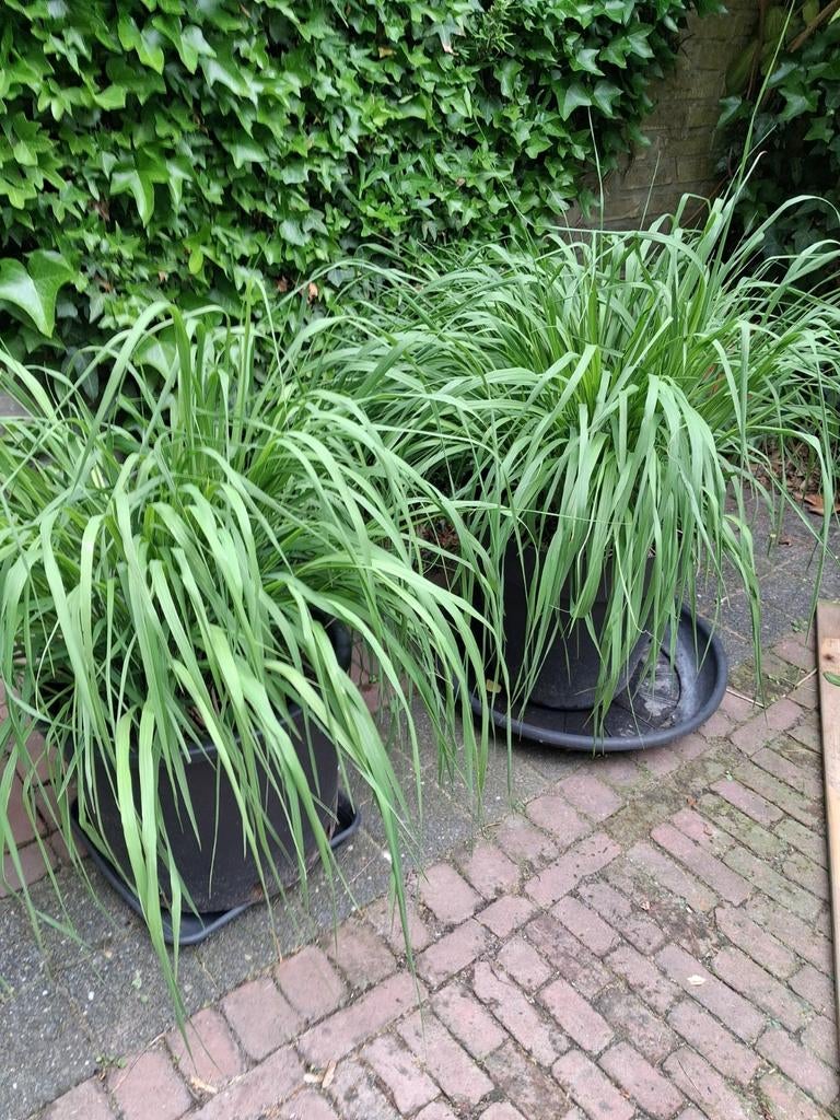 2 stuks Vingergras Panicum grote potten, Ophalen, Overige soorten, Volle zon