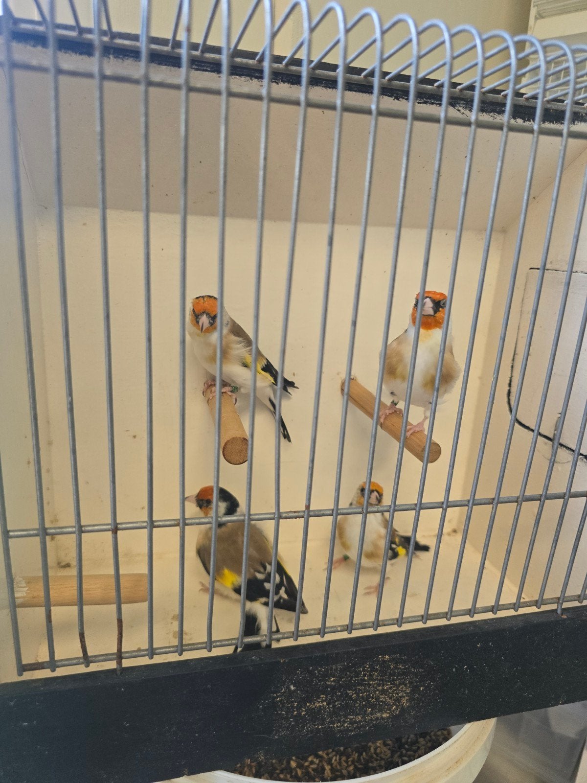 majoor putter man 4x fluien mooi, Dieren en Toebehoren, Mannelijk, Wildzangvogel