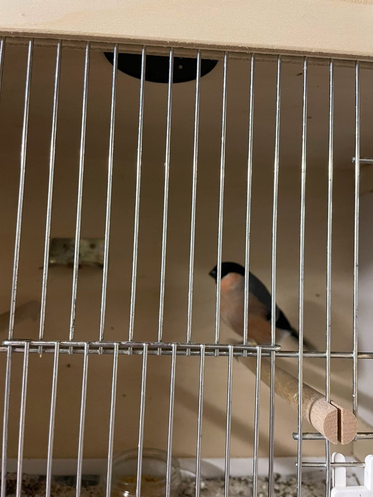 Goudvinken, Dieren en Toebehoren, Meerdere dieren, Wildzangvogel