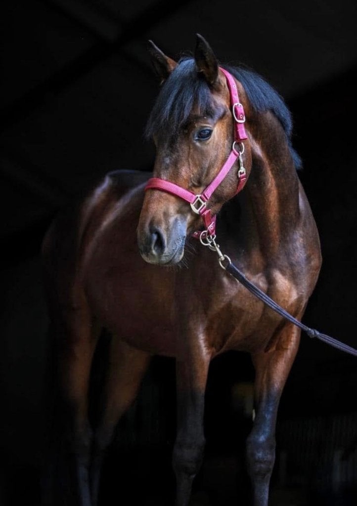 Veelzijdige 7 jarige NRPS ruin te koop, Dieren en Toebehoren, Paarden, Gechipt, Springpaard, Ruin, Niet van toepassing