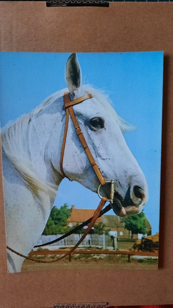 ansichtkaart paard veulen, Ophalen, 1960 tot 1980, Ongelopen, Paard