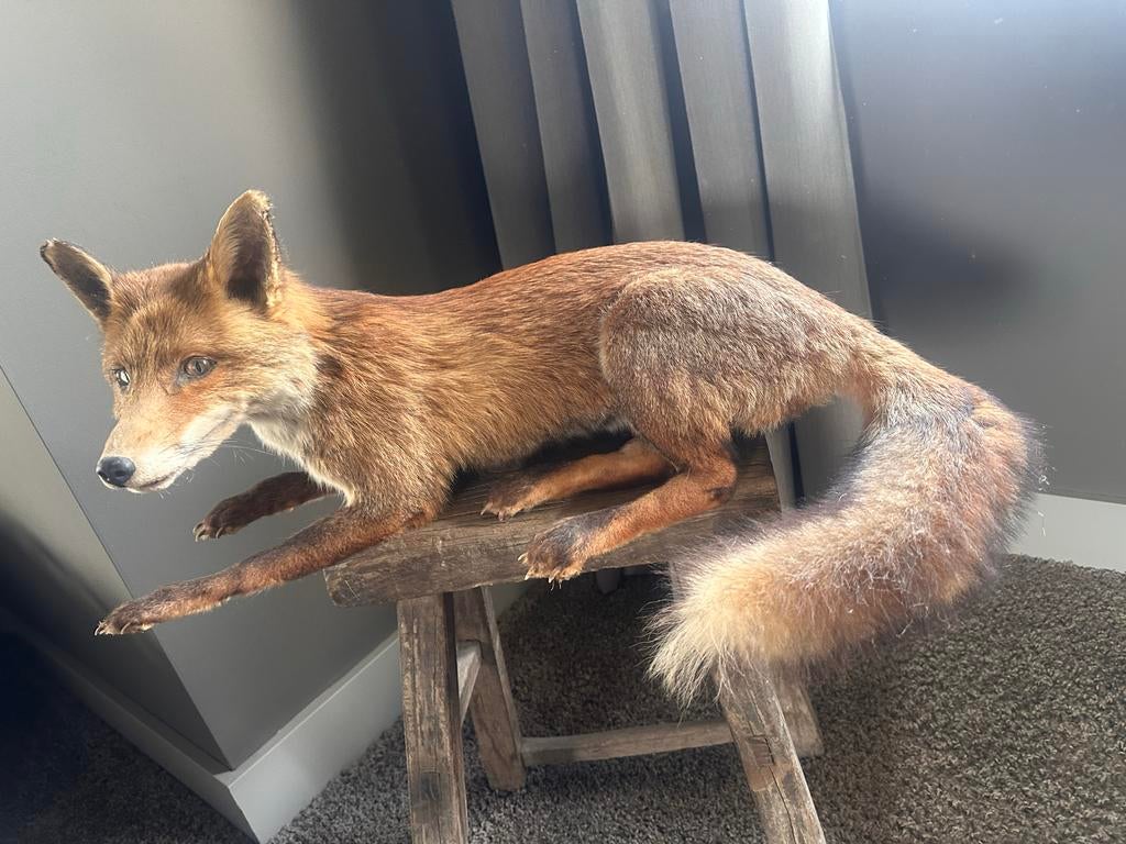 Taxidermi, Opgezette Vos - Prachtig Natuurgetrouw Exemplaar, Verzamelen, Ophalen, Zo goed als nieuw, Wild dier, Opgezet dier