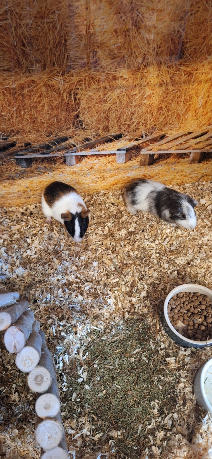 lieve cavia mannetjes, Juli, Mannelijk, Cavia
