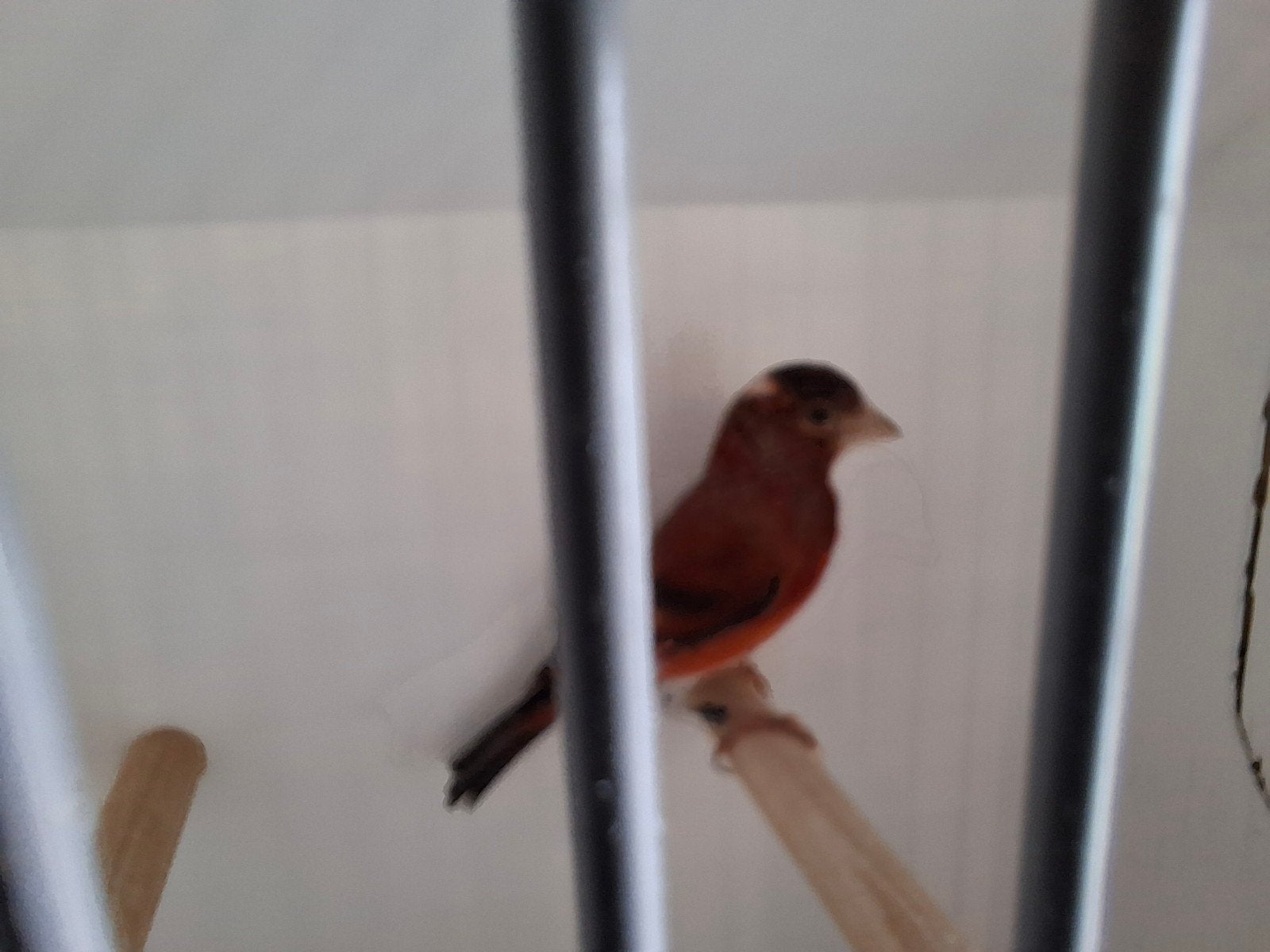 bastaard kapoetsensijs F1, Mannelijk, Tropenvogel, Geringd