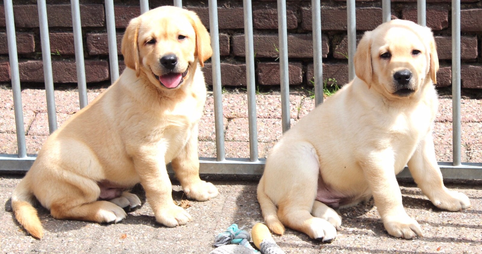 Super mooie en vrolijke labrador pups, Dieren en Toebehoren, Honden | Retrievers, Spaniëls en Waterhonden, Nederland, Labrador retriever