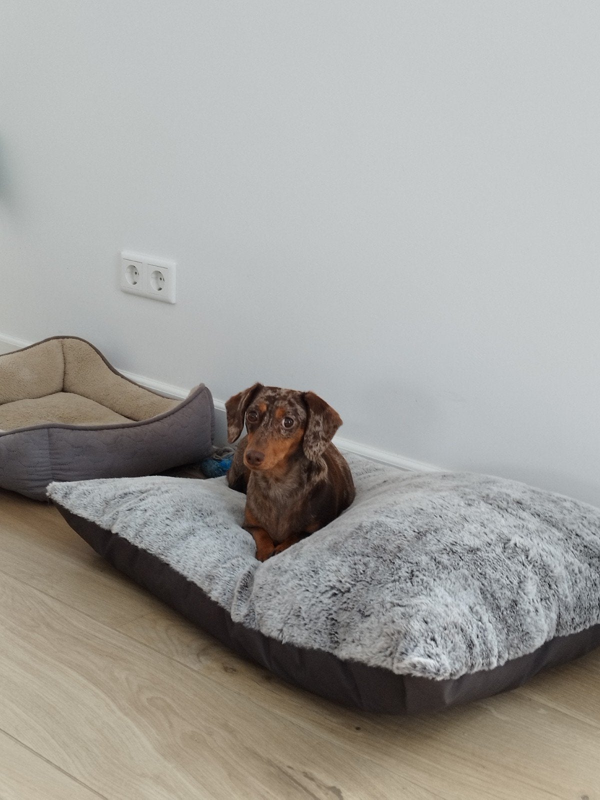 Kleine teckel dekreu gezocht, Reu, Eén hond, 3 tot 5 jaar, Nederland