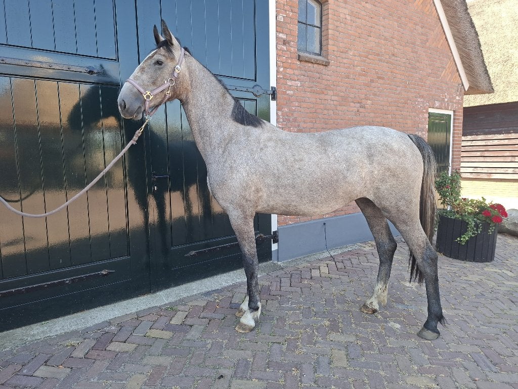 Tuigpaarden, Dieren en Toebehoren, Paarden, Merrie, 0 tot 2 jaar