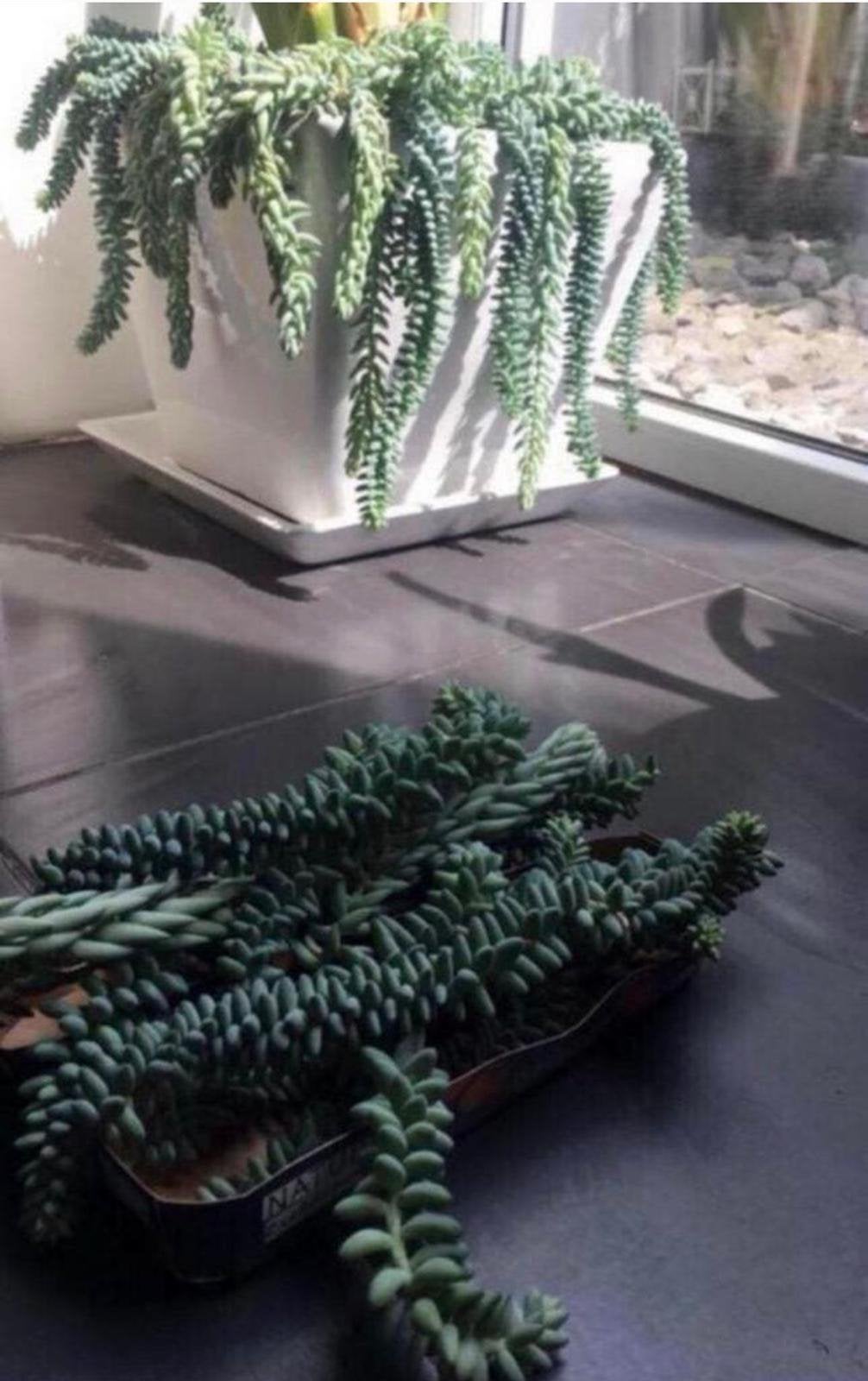 Bio ezelstaartjes, lange hangende kamerplanten & bloempotten, Vetplant, In pot, Minder dan 100 cm, Bloeiende kamerplant