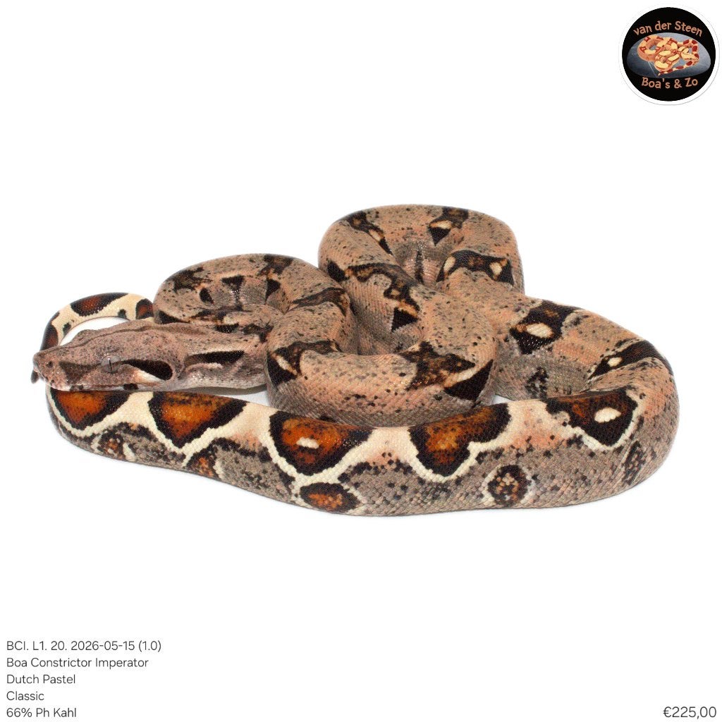 Boa Constrictor Imperator Litter 01 2026 Boa Constrictor photo 16