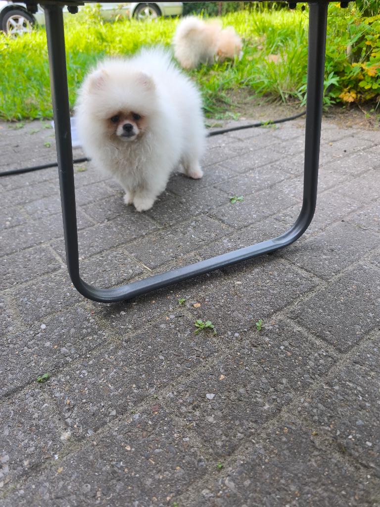 Pommerian pups, Particulier, Keeshond, Reu, 8 tot 15 weken