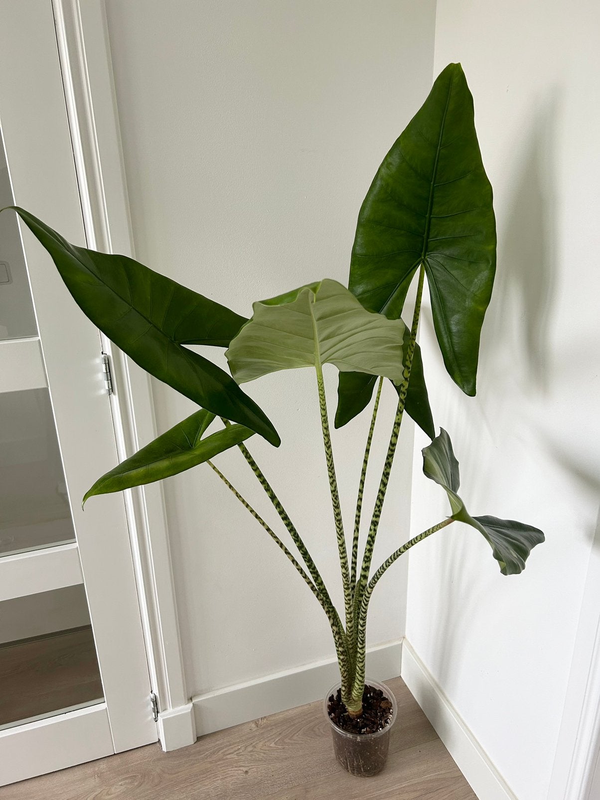 Alocasia Zebrina (Olifantsoor), Huis en Inrichting, Ophalen, Halfschaduw, 100 tot 150 cm