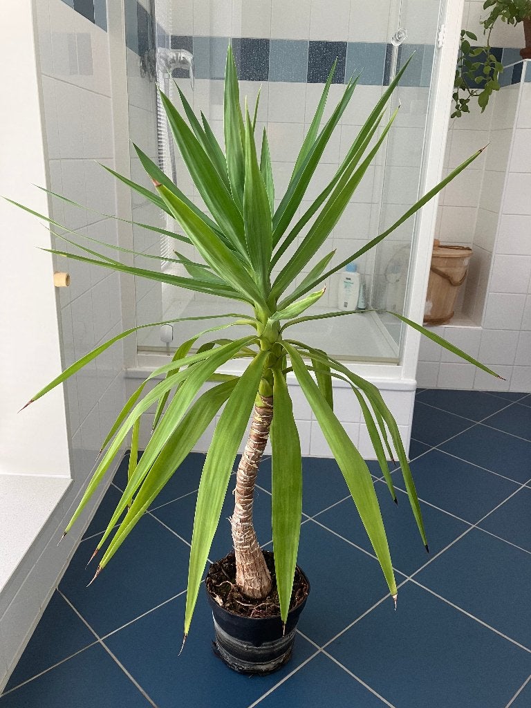 Yucca - 100 cm hoog, Ophalen, 100 tot 150 cm, Halfschaduw, Yucca
