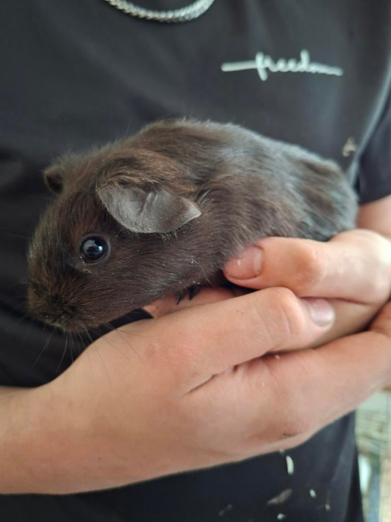 Cavia te koop. 2 beertjes., Cavia, Mannelijk, Januari, Tam