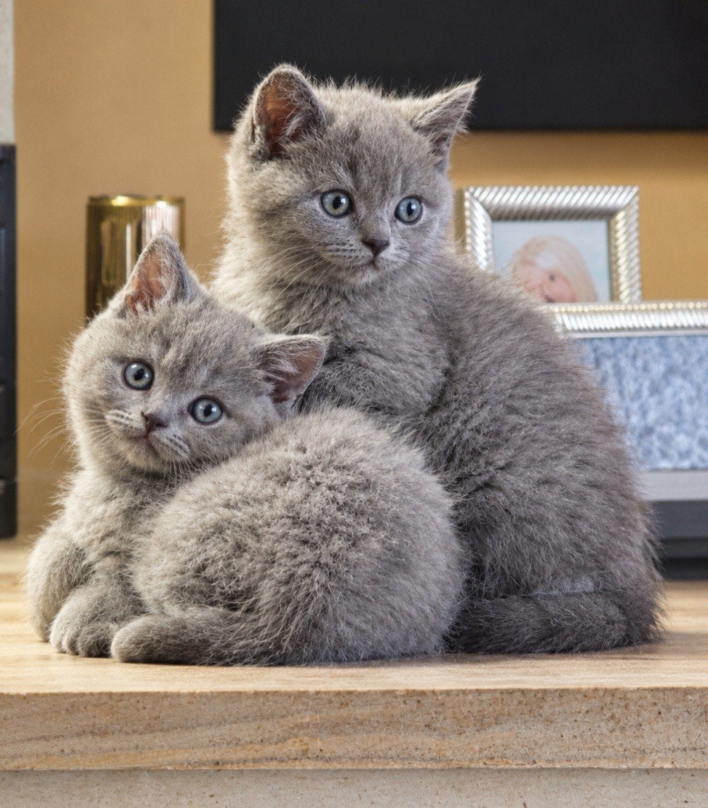 lieve britse korthaar kittens 10 weken, Dieren en Toebehoren, Katten en Kittens | Raskatten | Langhaar, Meerdere dieren, Ontwormd