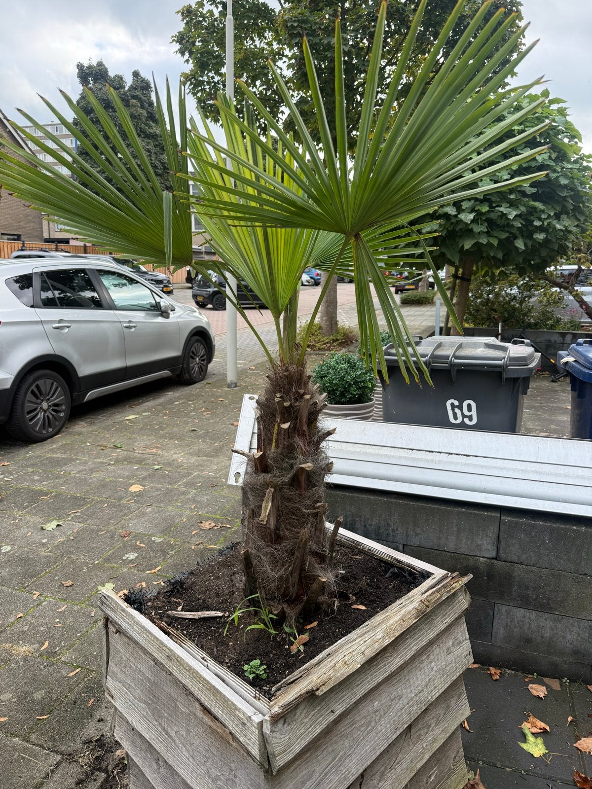 Mooie palmboom in houten bak, Tuin en Terras, Volle zon, Vaste plant, Bloeit niet, Ophalen