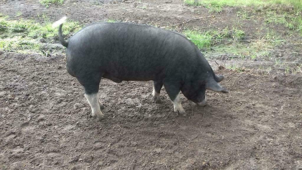 gezocht Berkshire Beer of Kruising, Dieren en Toebehoren, Mannelijk, Varken