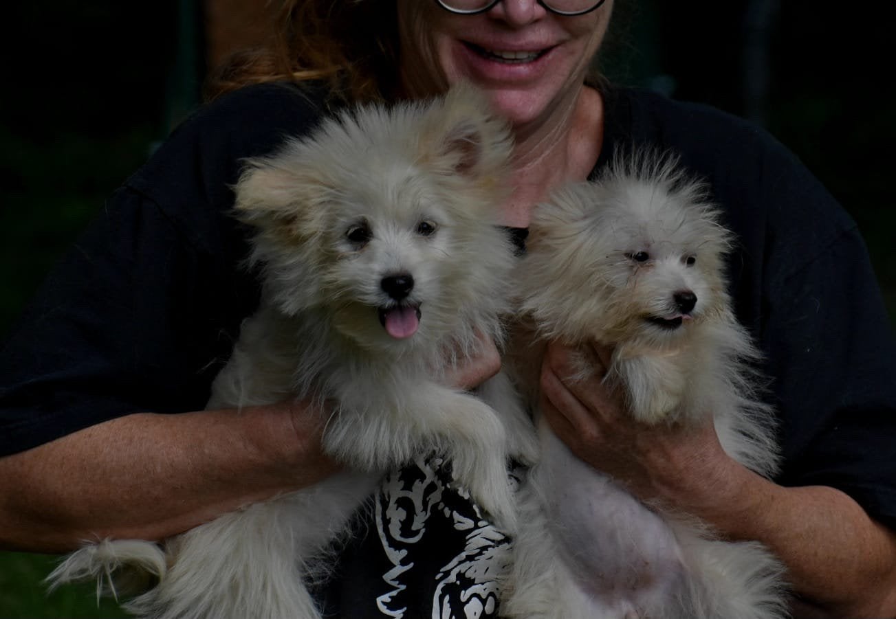 6 (nog 4)  Prachtige Boomer x Pomeriaantje meiden en jongens, Dieren en Toebehoren, Parvo, Nederland, Overige rassen, 8 tot 15 weken