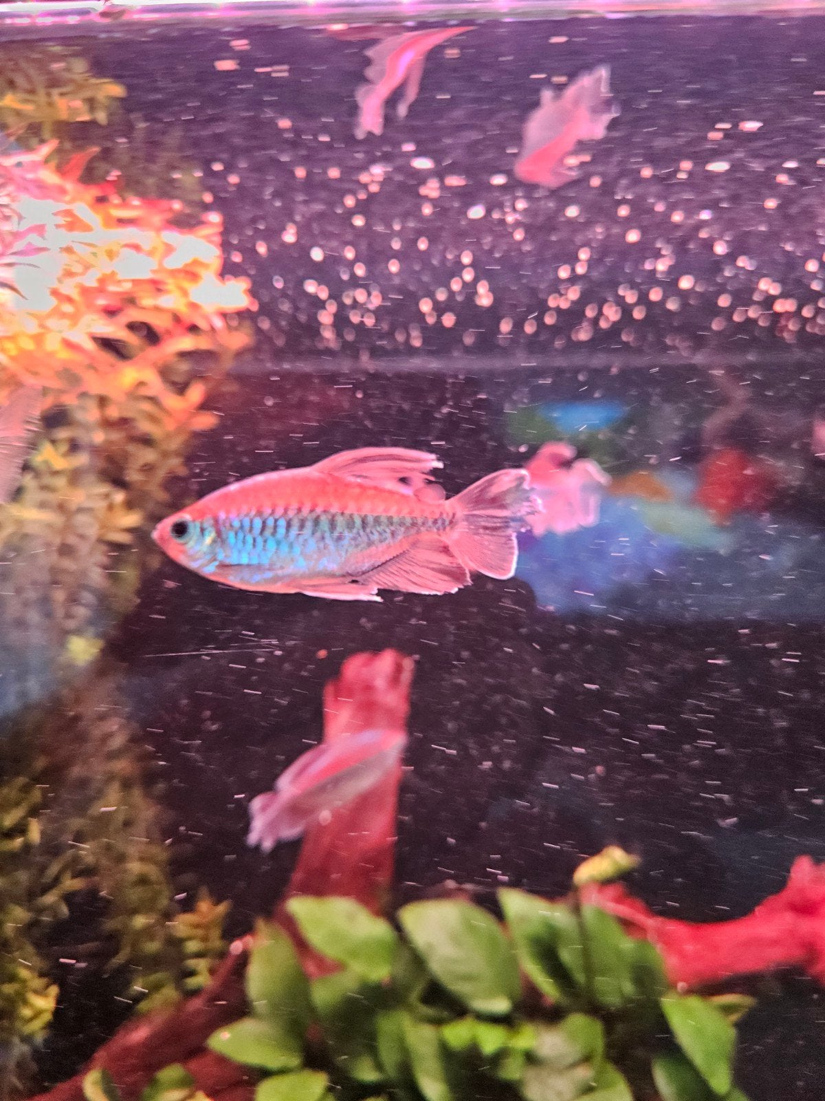Prachtige volgroeide school Kongo Tetra's (5 stuks: 3M / 2V), Dieren en Toebehoren, Vissen | Aquariumvissen, Vis