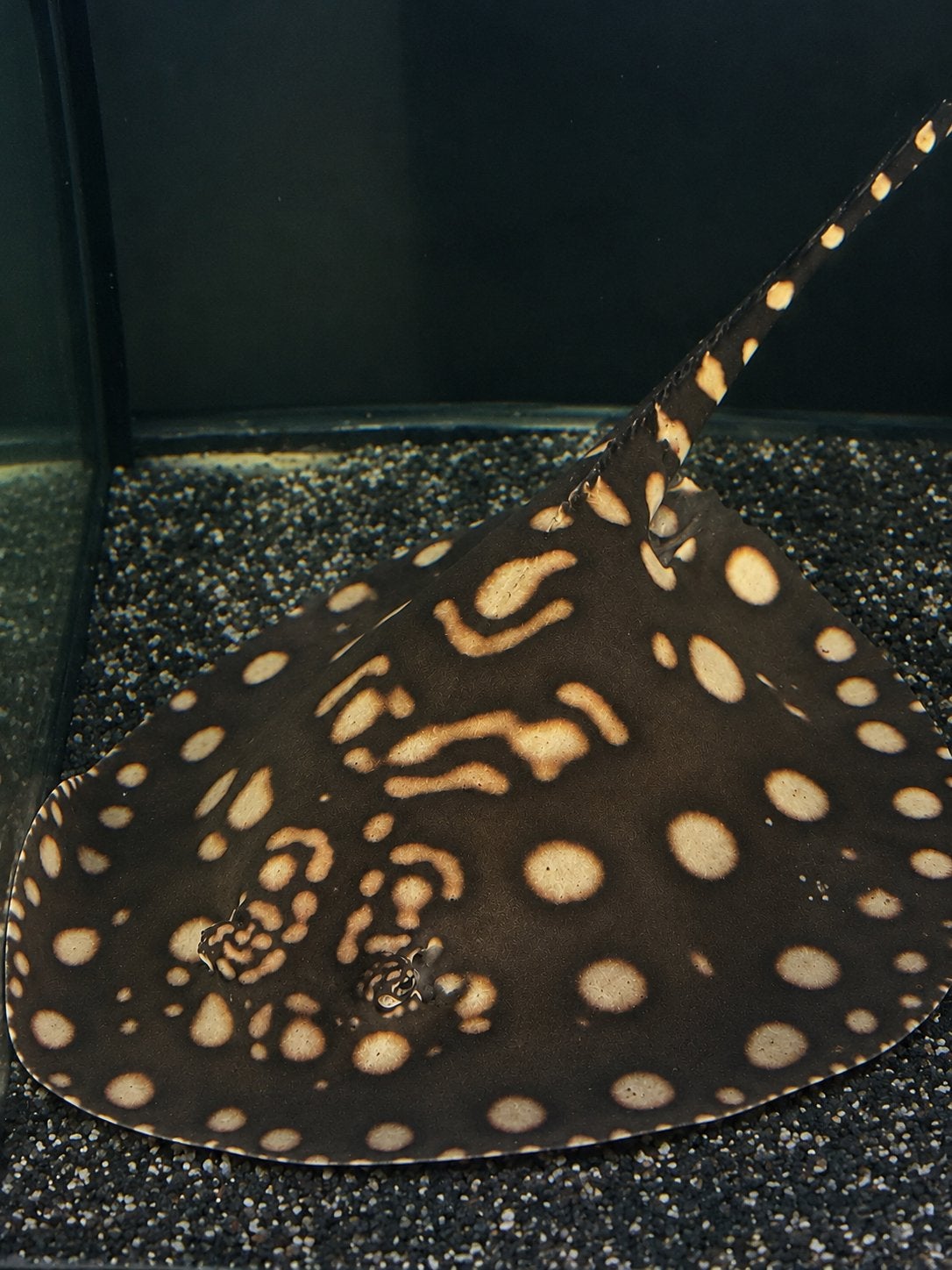 Potamotrygon Black Diamond, Vis