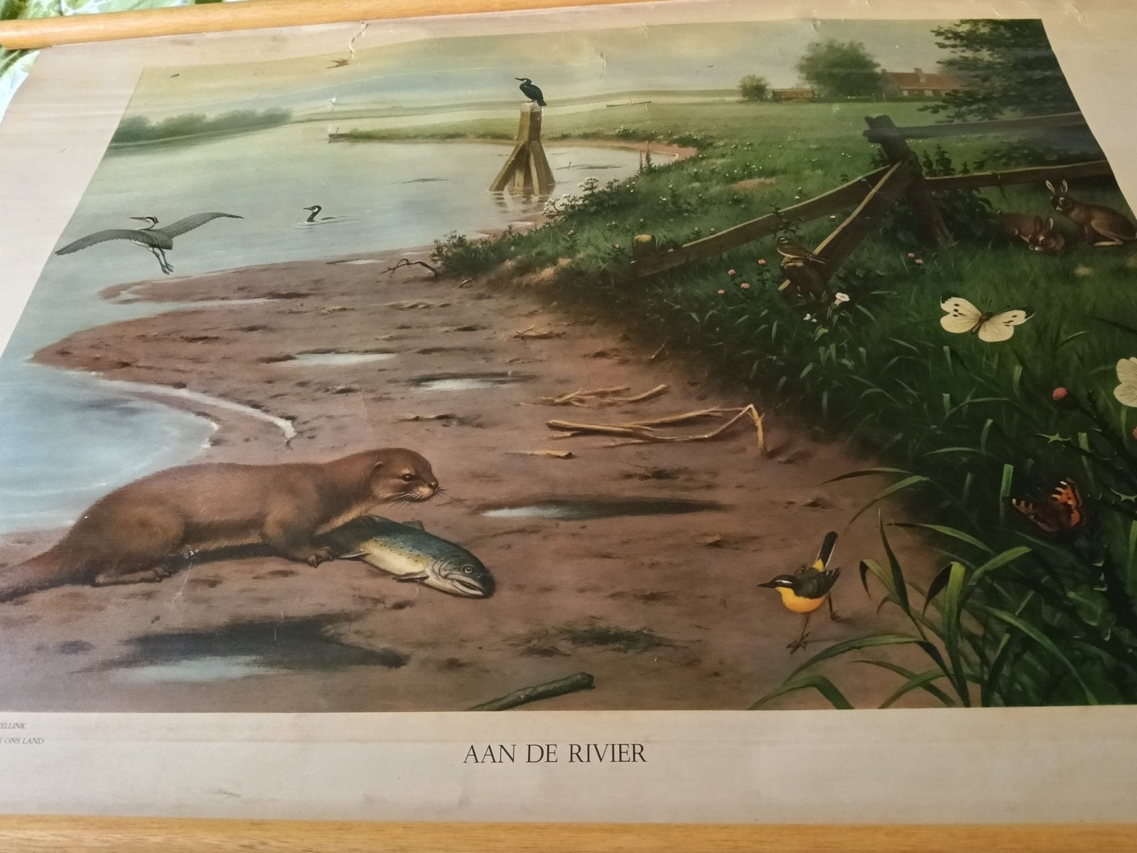 Set van 3 originele Wolters schoolplaten, Antiek en Kunst, Ophalen of Verzenden, Natuur en Biologie