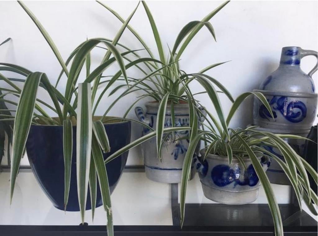 Bio snelgroeiende Graslelie diverse stekjes luchtzuivering, Overige soorten, In pot, Minder dan 100 cm, Bloeiende kamerplant