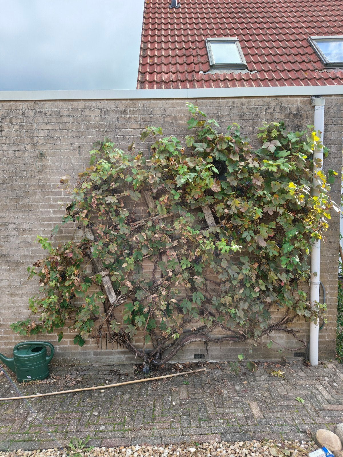 Gratis druivenplant, Tuin en Terras, Ophalen, Vaste plant, Halfschaduw, Fruitplanten