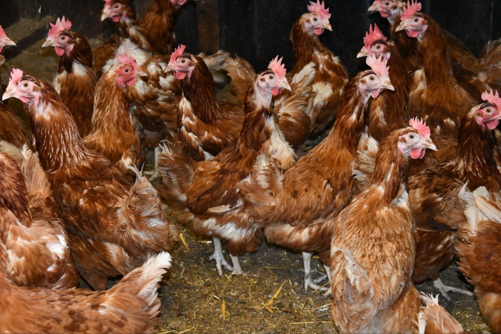 slachtkippen, Dieren en Toebehoren, Pluimvee, Vrouwelijk, Kip