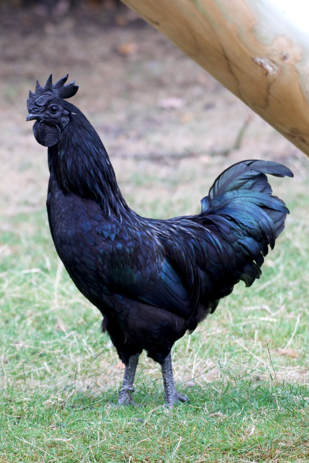 Ayam cemani haantje, Mannelijk, Kip