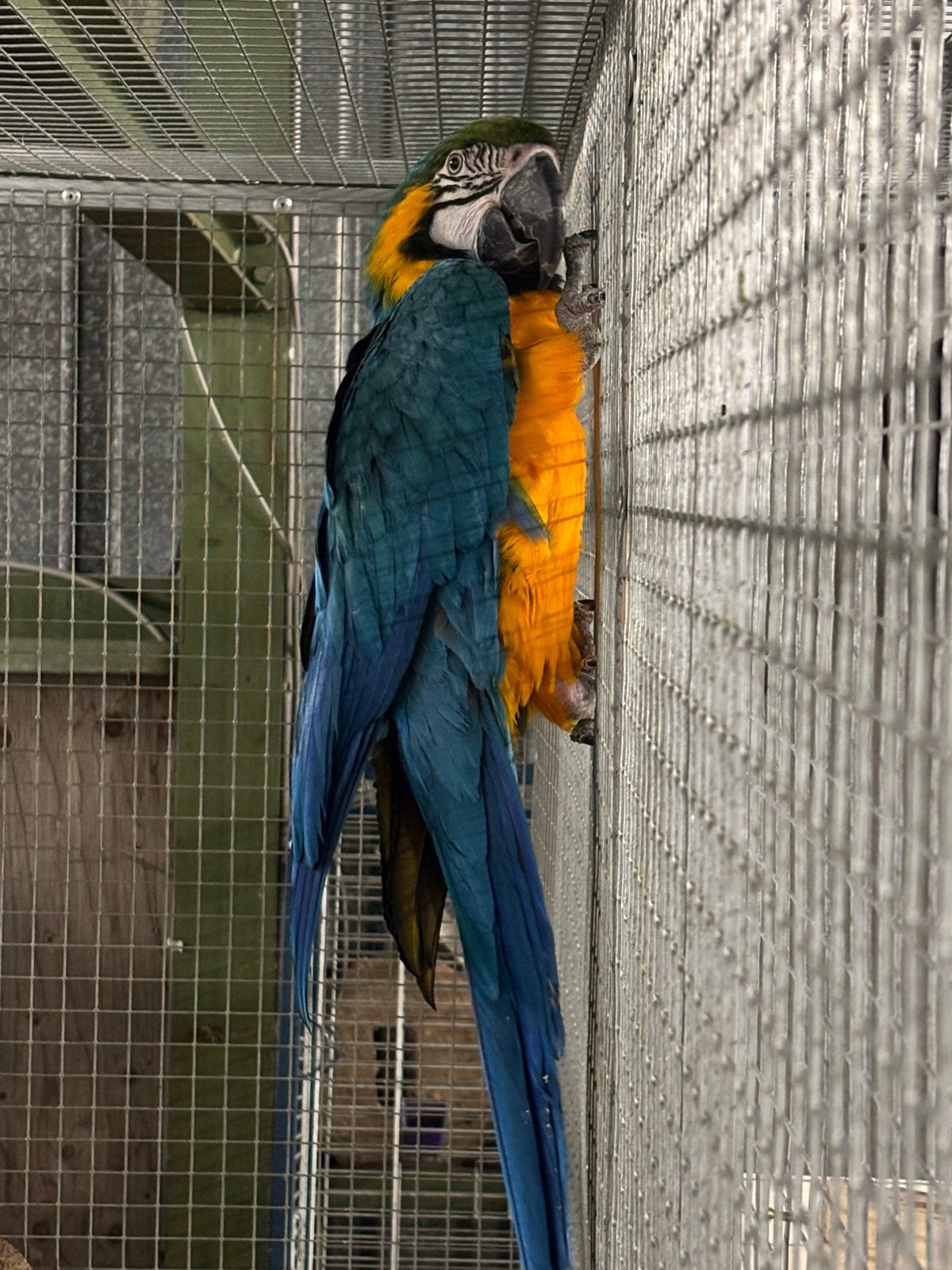 0-1 Blauwgele Ara, Dieren en Toebehoren, Vogels | Parkieten en Papegaaien, Vrouwelijk, Papegaai, Geringd