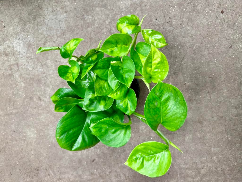 Epipremnum Global Green P12, Huis en Inrichting, Kamerplanten, Overige soorten, In pot, Minder dan 100 cm, Groene kamerplant