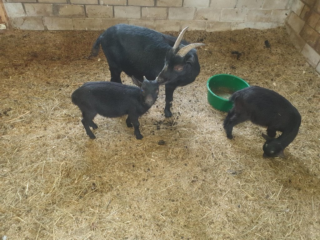 prachtig zwart dwergbokje met lelletjes, Dieren en Toebehoren, Schapen, Geiten en Varkens, Mannelijk, Geit, 0 tot 2 jaar