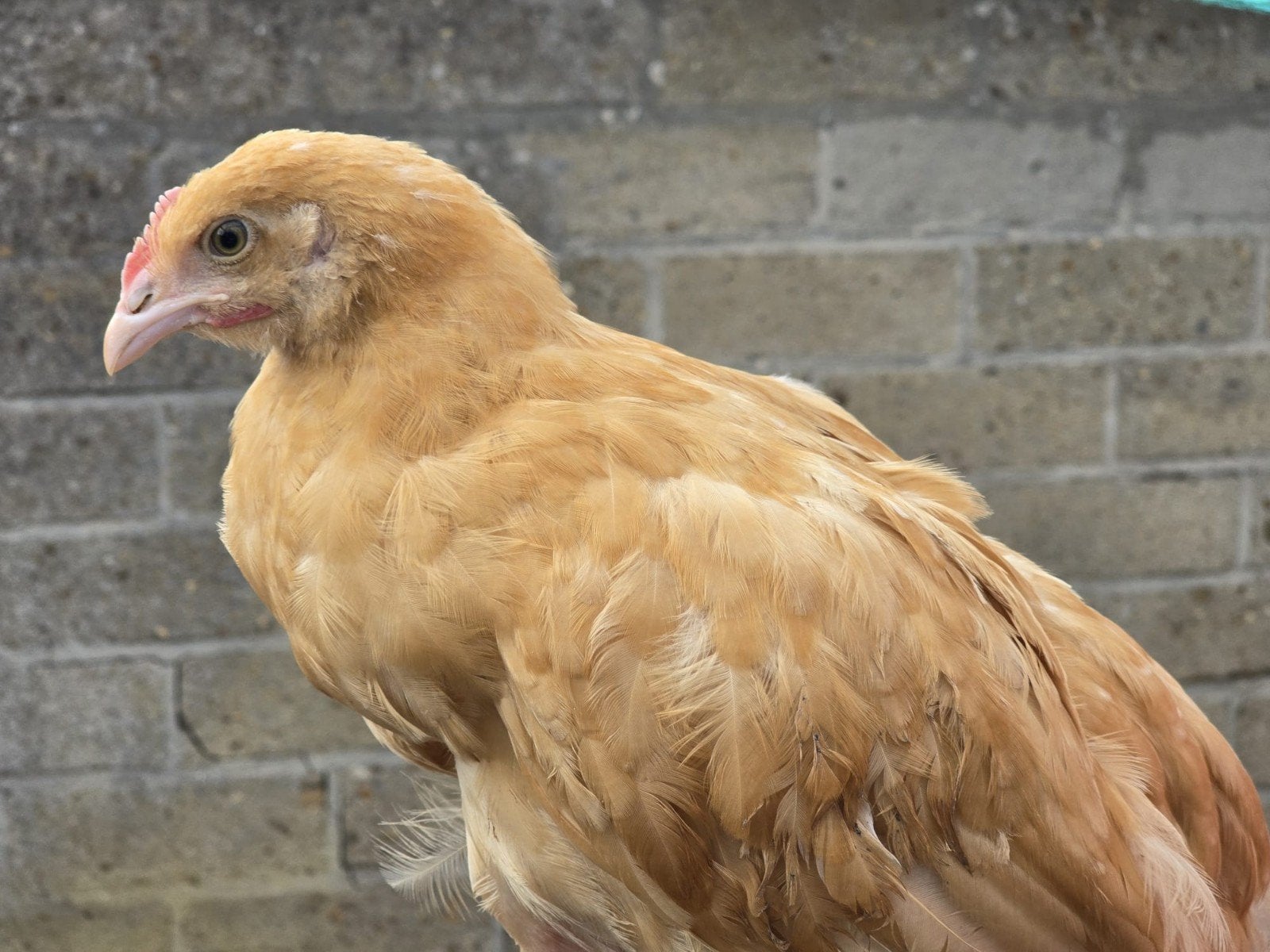 orpington buff kuikens, Dieren en Toebehoren, Pluimvee, Geslacht onbekend, Kip