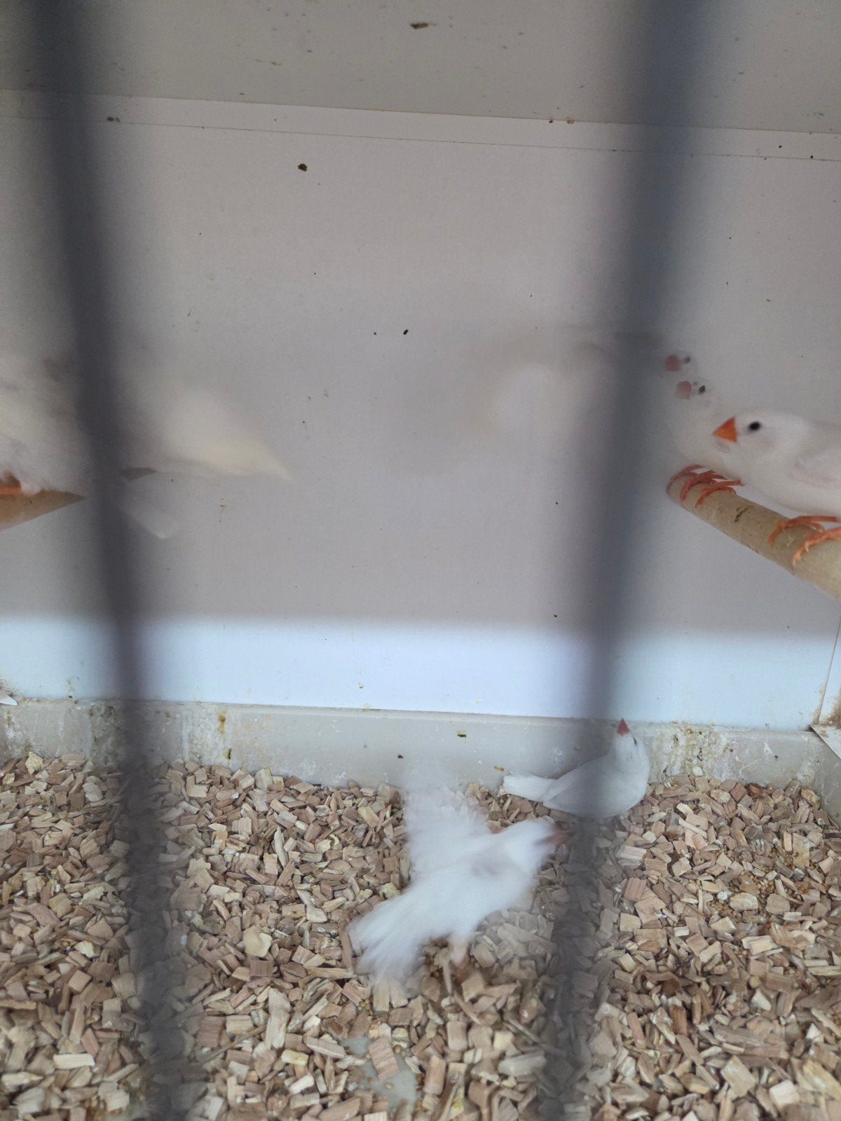 witte zebravinken, Meerdere dieren