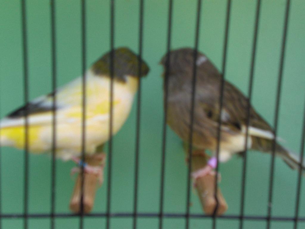 vogelbeurs hellevoetsluis, Dieren en Toebehoren, Vogels | Kanaries, Meerdere dieren, Zangkanarie