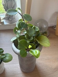 2 groeiende vetplanten ., Ophalen, Vetplant, Halfschaduw, Minder dan 100 cm