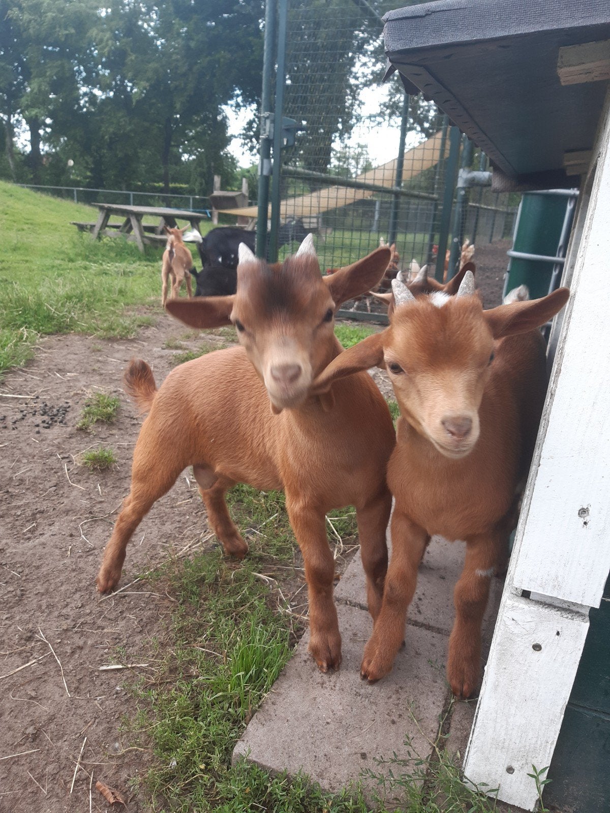 Dwerggeit bokjes, Dieren en Toebehoren, Schapen, Geiten en Varkens, Mannelijk, Geit, 0 tot 2 jaar