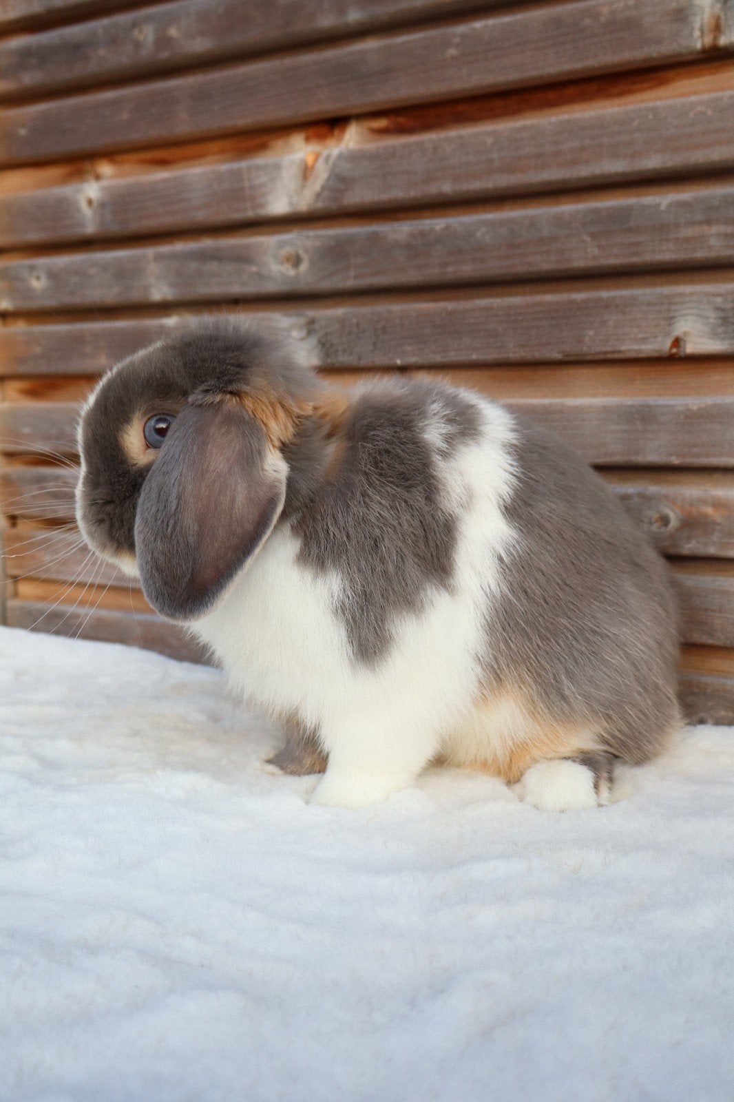 Super lief minilop konijntje