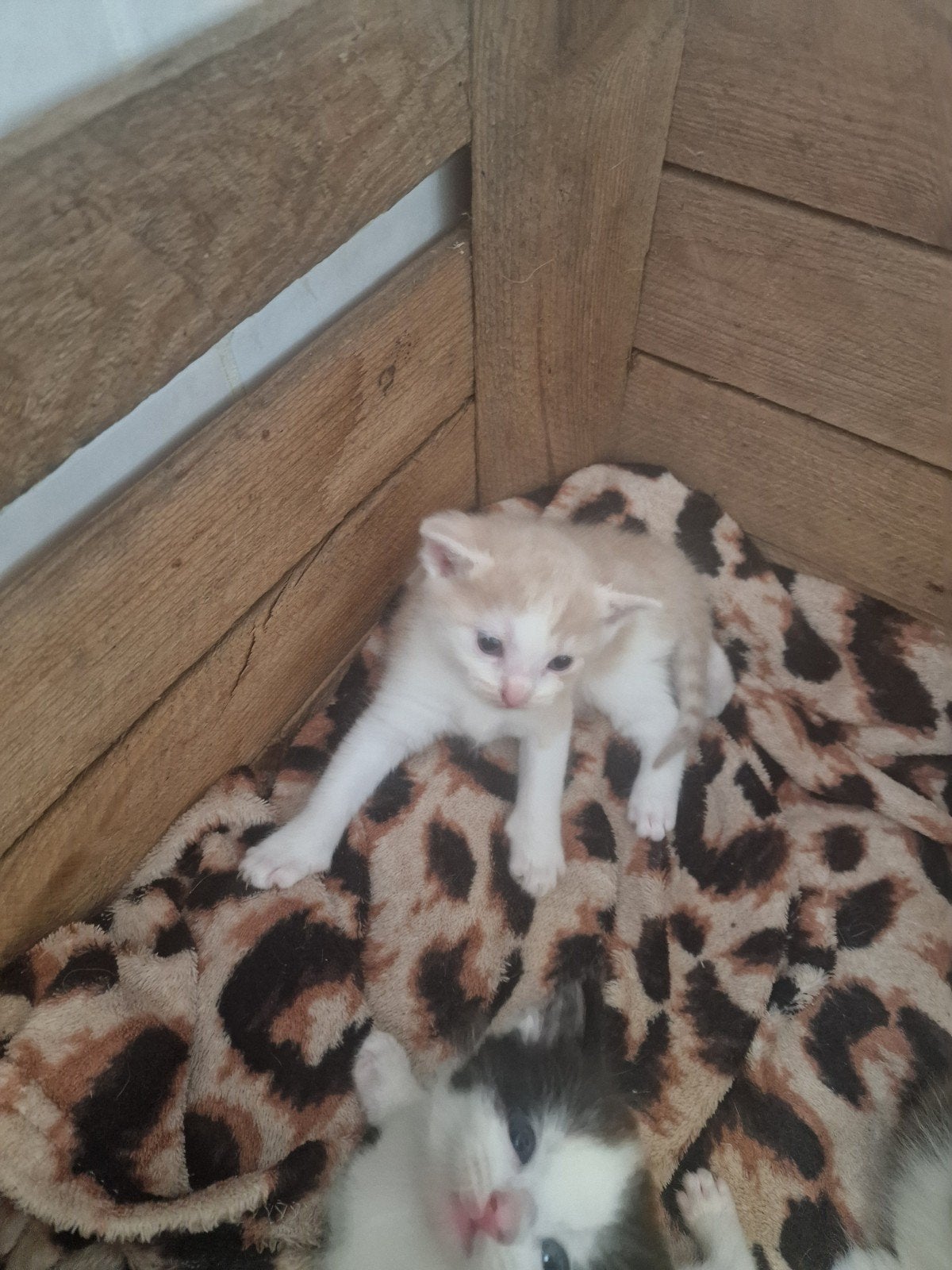 2 kittens beschikbaar