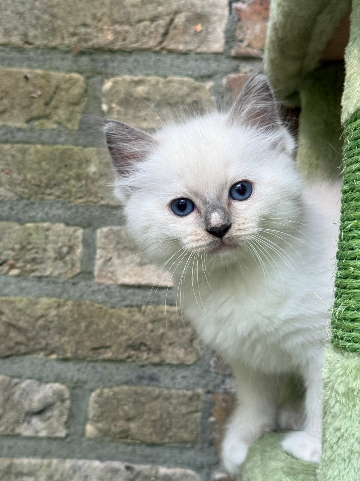 Lieve Ragdoll kittens, Dieren en Toebehoren, Katten en Kittens | Raskatten | Langhaar, Kater, Gechipt