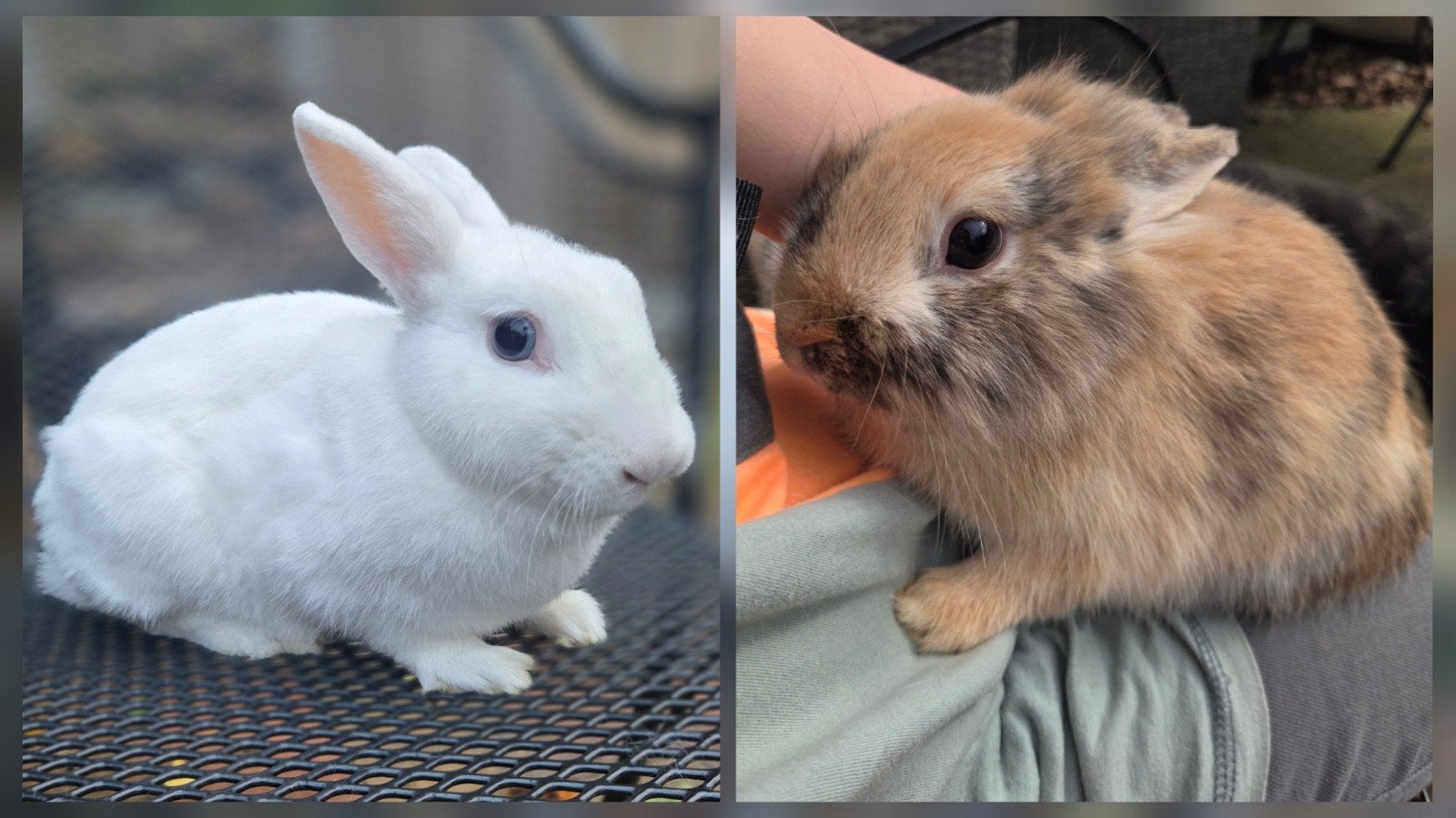 2 voedsters Dwerg Konijnen, Dieren en Toebehoren, Konijnen, Vrouwelijk, Dwerg, 0 tot 2 jaar