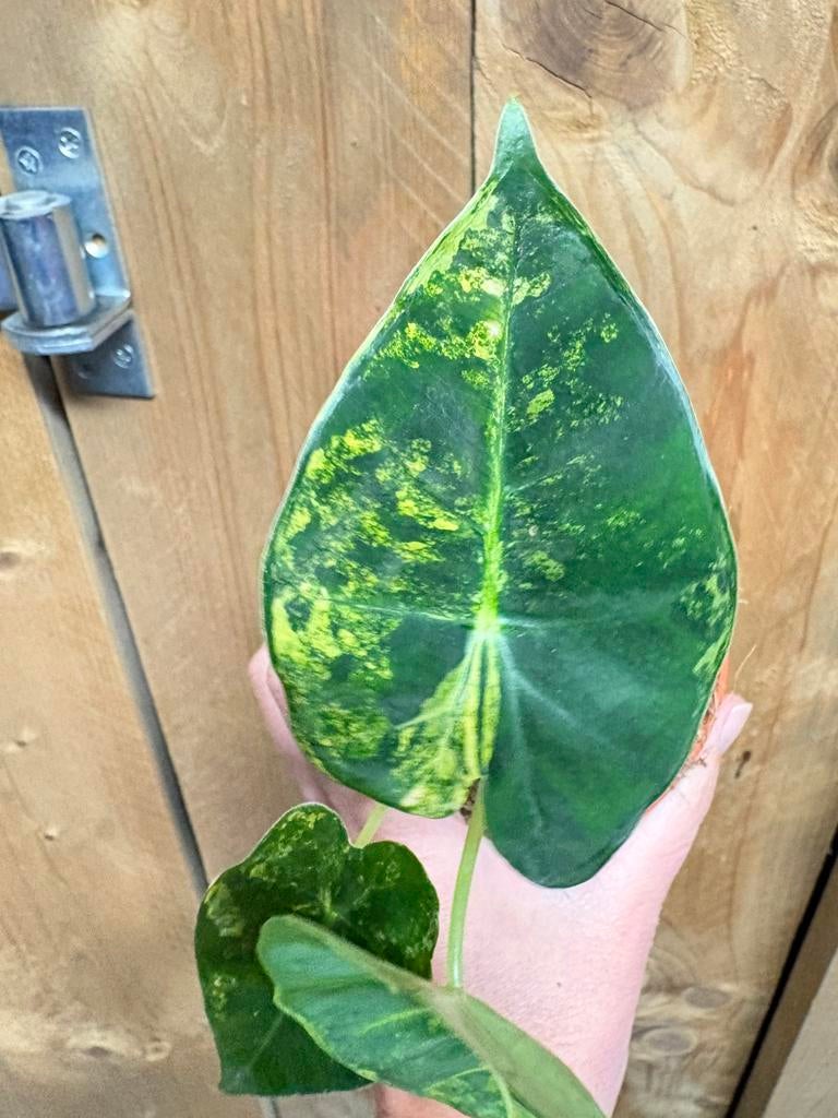 Alocasia frydek variegata plant aurea yellow lemon lime, Ophalen of Verzenden, Halfschaduw, Minder dan 100 cm