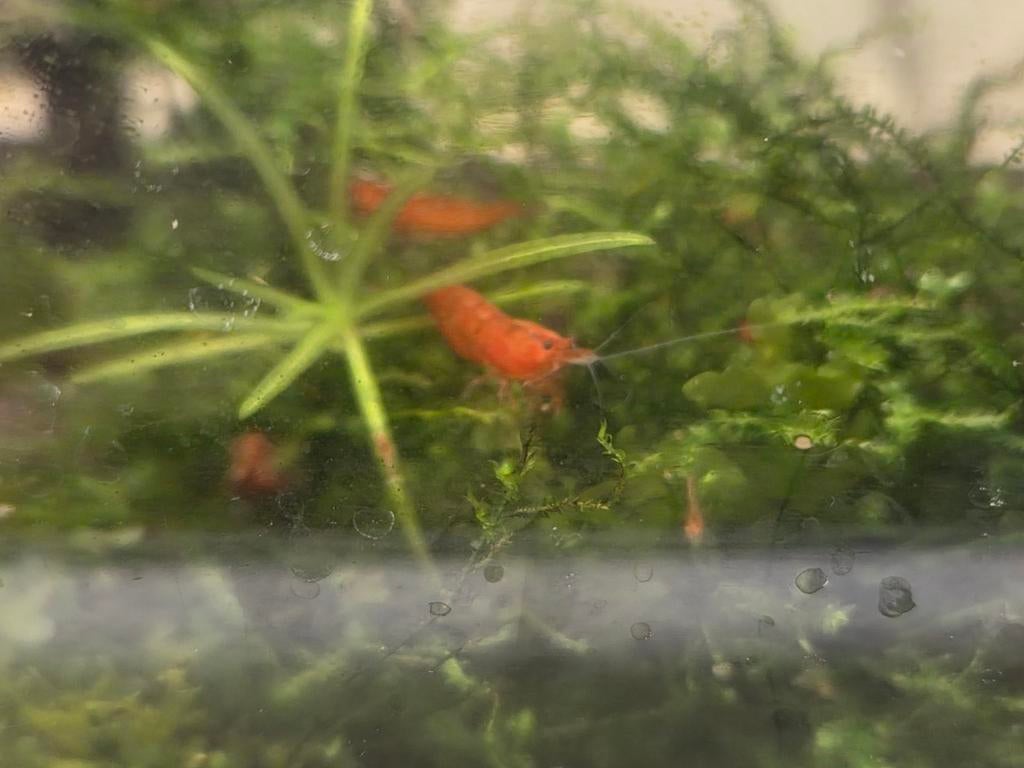 Rode garnalen, Dieren en Toebehoren, Vissen | Aquariumvissen, Kreeft, Krab of Garnaal
