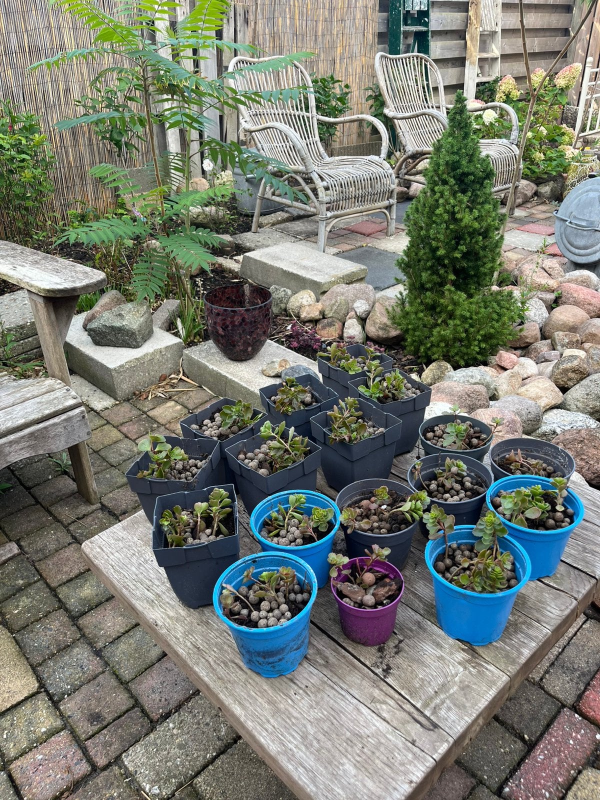 Stekjes vetplant, Ophalen, Overige soorten, Volle zon