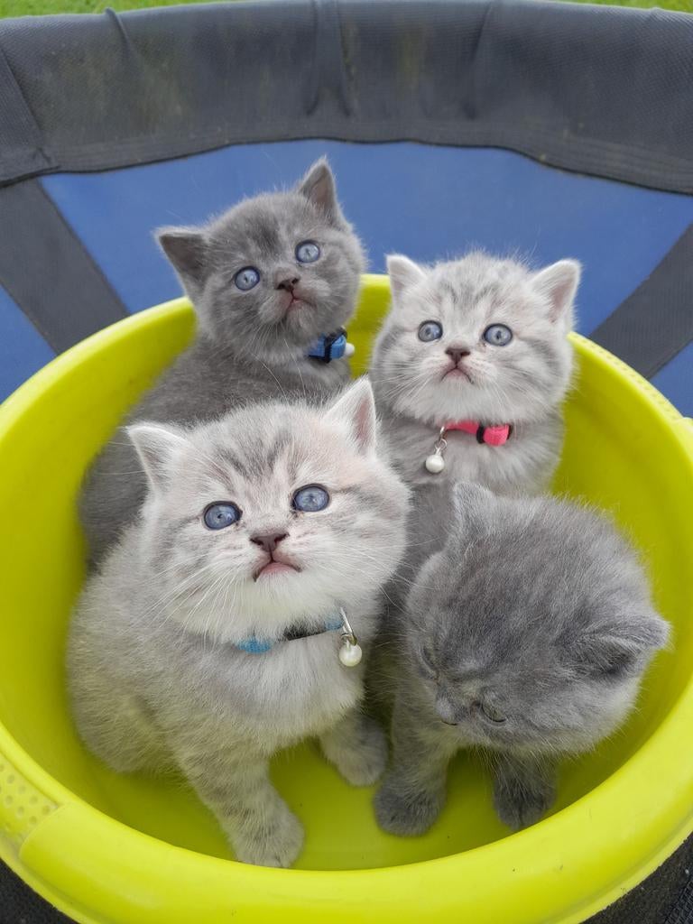 Britse ras kittens, Dieren en Toebehoren, Katten en Kittens | Raskatten | Korthaar, Meerdere dieren